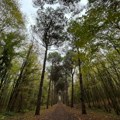 Priča o jastrebu i nastanku najšumovitije planine Balkana
