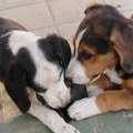 Ne postoje lutalice – postoje neodgovorni ljudi: Kazne stižu