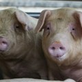 Velika španska industrija mesa traži spas od afričke svinjske kuge