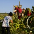 Ni 8.000 dinara dnevno, hrana i smeštaj nisu dovoljni: Zašto voćari u Srbiji ne mogu da pronađu berače