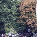 Dugotrajni talasi velikih vrućina nepovoljno utiču na biljke i drveće