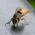 Ubod ose može da ugrozi život ako se pojave ovi simptomi: Evo kada je neophodna hitna pomoć
