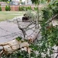 Velika grana pala u dvorištu vrtića, nema povređenih