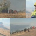 N1 na Stolovima: Vetar otežava lokalizaciju jedinog preostalog požarišta podno Čikera, divlji konji uz vatrogasce