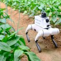 Od strašila do robota zaštitnika useva