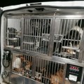 Na Gradini sprečeno krijumčarenje više od 20 rasnih pasa