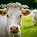 Prodata najskuplja krava na svetu Da ne poverujete za koju cifru! Ona je nova Ginisova rekorderka (video)