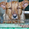 Veterinari otkrili mogući uzrok stravične smrti preko 100 pasa u Velikom Gradištu: "Nisu imali dovoljno..."