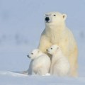 Климатске промене: Зашто поларни медведи више нису визуелни симбол климатских промена