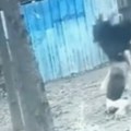 Scena kao iz horor filma Pernati monstrum brutalno nasrnuo na ženu, posmatrači u neverici! (video)