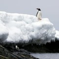 Naučnici ovo nisu mogli da predvide. Stavili su pingvina pored pume, a onda se desilo nešto šokantno (foto)