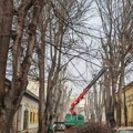 Građani primetili radnike u Lukijana Mušickog Evo zašto se orezuju stabla