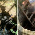 Jarac pobegao iz štale u Paraćinu, pa upao u bunar i počeo da se davi: Nikola skočio u pomoć, sve snimljeno!