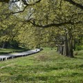 Beograd do 2035. planira 1.500 hektara urbanih šuma, trenutno stanje veoma zabrinjavajuće