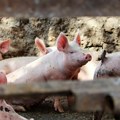 Afrička svinjska kuga potvrđena na 29 gospodarstava