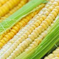 Loše vesti iz Amerike uzdrmale tržište kukuruza
