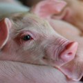 Loša vest pred praznike: Pojavila se afrička kuga svinja u selima na teritoriji Čačka i Kraljeva