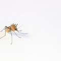 Oprez: Povećan broj tigrastih komaraca koji izazivaju denga groznicu u 13 zemalja EU