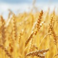 Na poljima oko Zrenjanina rodilo i do osam tona pšenice po hektaru, žetva uskoro gotova: Otkupna cena i dalje nepoznanica
