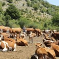 Ministarstvo poljoprivrede: Nije povučen Nacrt zakona o dobrobiti životinja, završene eKonsultacije