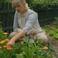 Učiteljica Svetlana s Kosova pokrenula uzgoj ove biljke: Zarađuje i do 472.000 dinara