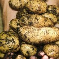 Поплава кромпира задесила престоницу! Род надмашио апетит – љубитељи кртоле носили је „за џабе” у врећама, кантама, ручним…