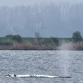 Drastičan porast problema sa kitovima zabrinuo stručnjake: Sve više životinja završava nasukano ili zapetljano