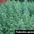 Policija u Hercegovini pronašla plantaže kanabisa