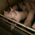 Čačak: Proglašena epidemija afričke kuge svinja