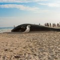 Mrtvi kit se nasukao na obalu, a zatim eksplodirao: Prethodno su ga napunili sa 450 kg dinamita