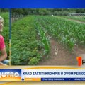 "Loša godina za krompir": Evo i zašto VIDEO