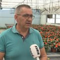 Krenulo je kao porodičan posao, a danas se njihovo cveće izvozi i preko granica! Seočanac u Novom selu, godišnje u svet…