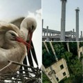 Novi Sad dom najveće balkanske kolonije roda Gnezda brojnija nego ikada u svom „gradiću” 61 par odgaja svoje mlade