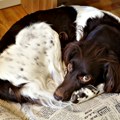 Veterinari otkrivaju kako psi pokazuju da ih nešto boli
