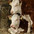 Raspisane subvencije za krave za uzgoj teladi za tov