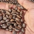 Kafa je skupa, a biće još i skuplja