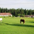 Srbija na listi zemalja koje ispunjavaju nove standarde EU za upotrebu veterinarskih lekova