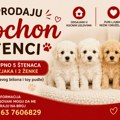 🐶 Poochon štenci na prodaju – rezervišite svog novog prijatelja!
