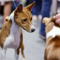 Britanac osuđen zbog prevare osiguranja i lažiranja smrti 30 pasa