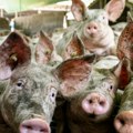 Golubović: Jedina mera prevencije širenja afričke kuge svinja savesno i odgovorno ponašanje