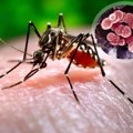 Šta je čikungunja, opasno oboljenje koje prenose komarci