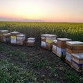 Darko Batinić MLADI PČELAR iz Lazareva organskim pčelarstvom želi do EVROPSKOG TRŽIŠTA