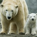 Polarnim medvedima preti izumiranje