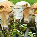 Nacionalna asocijacija odgajivača goveda traži drugačiji sistem subvencija