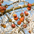 Nagle promene temperature zadaju glavobolju voćarima: Kako je hladnoća uticala na vrste koje trenutno cvetaju?