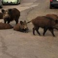 Opet viđene u Zagrebu: Krdo divljnih svinja snimljeno kako šeta naseljem