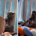 Maca se pravi "mrtva" kad se pojavi beba: Uvalila joj se u krevet i glumi plišanu igračku, video oduševio sve