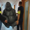 Policija pronašla džinovsku plastičnu gorilu ukradenu iz restorana "King Kong"