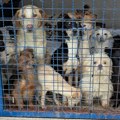 (Uznemirujuće) Volonteri iz azila zatekli horor prizor u kući: Preko 30 leševa pasa ležalo u frižideru, kadi, ormarima…