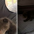 Rus snimio neverovatnu scenu: Tri mala medveda mu ušla u šator, evo šta je prvo uradio
